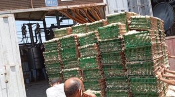 الزراعة: انطلاق تسليم محصول الياسمين لمصانع شبرابلوة في محافظة الغربية