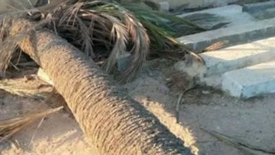 وفاة طفلة بسبب سقوط نخلة عليها في قنا وفاة طفلة بسبب سقوط نخلة عليها في قنا