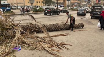 وفاة طفلة نتيجة سقوط نخلة عليها في قرية بقنا