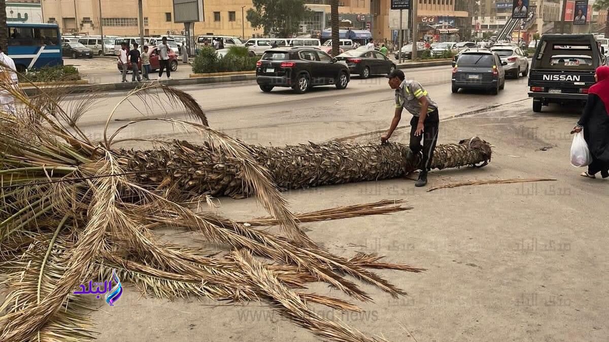 وفاة طفلة نتيجة سقوط نخلة عليها في قرية بقنا وفاة طفلة نتيجة سقوط نخلة عليها في قرية بقنا
