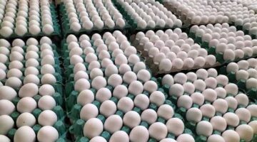 أسعار الدجاج البلدي والبيضاء وكرتونة البيض في الأسواق اليوم، الأربعاء 18 يونيو 2025