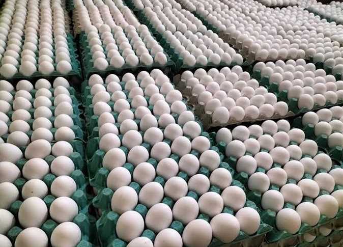 أسعار الدجاج البلدي والبيضاء وكرتونة البيض في الأسواق اليوم، الأربعاء 18 يونيو 2025 أسعار الدجاج البلدي والبيضاء وكرتونة البيض في الأسواق اليوم، الأربعاء 18 يونيو 2025