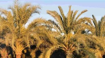 أهمية تقليم النخيل وتغذيته: أهم النصائح لمزارعي البلح
