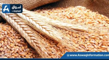 أسعار القمح اليوم الأربعاء لدى التجار.. ما هو سعر الطن الروسي؟