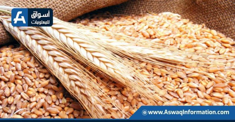 أسعار القمح اليوم الأربعاء لدى التجار.. ما هو سعر الطن الروسي؟ أسعار القمح اليوم الأربعاء لدى التجار.. ما هو سعر الطن الروسي؟