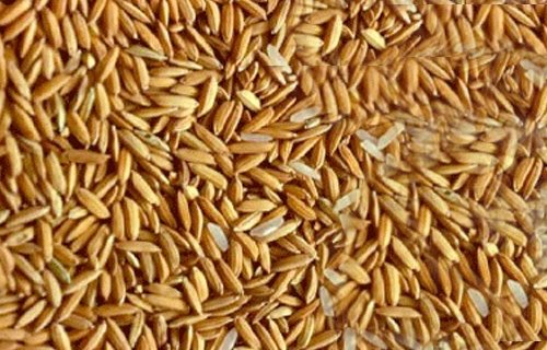 سعر أرز الشعير اليوم، الأربعاء 18 يونيو 2025: ما هو سعر الطن للأرز العريض والرفيع؟