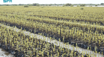المركز الوطني لتنمية الغطاء النباتي ومكافحة التصحر يعزز تأهيل الأراضي وتحسين نظام الحماية البيئية من المخاطر الطبيعية.
