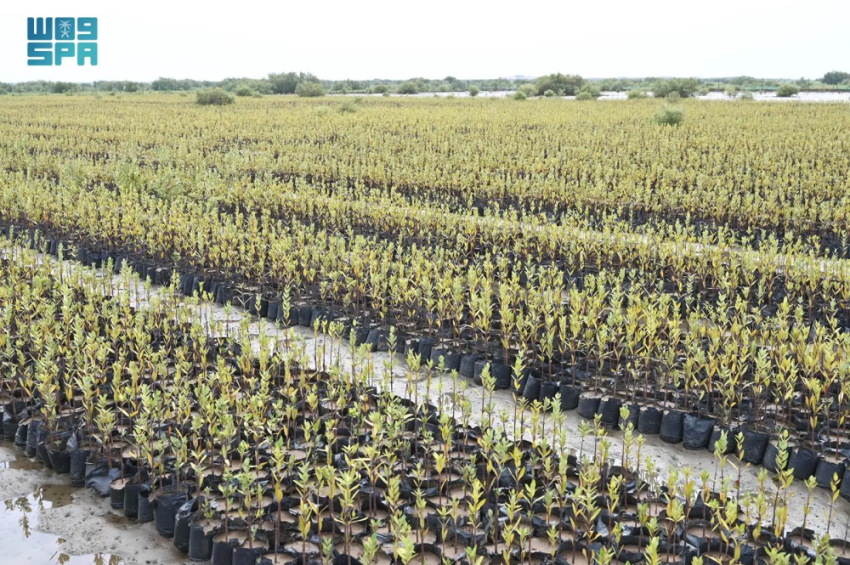 المركز الوطني لتنمية الغطاء النباتي ومكافحة التصحر يعزز تأهيل الأراضي وتحسين نظام الحماية البيئية من المخاطر الطبيعية. المركز الوطني لتنمية الغطاء النباتي ومكافحة التصحر يعزز تأهيل الأراضي وتحسين نظام الحماية البيئية من المخاطر الطبيعية.