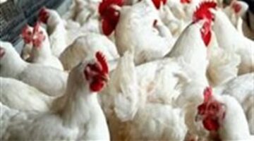 أسعار الدجاج الأبيض والمحلي اليوم الأربعاء 18 يونيو في الأسواق والبورصة