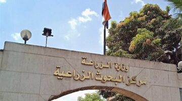 “الأبحاث الزراعية”: مصر تبرز على الساحة العالمية في إنتاج نباتات وزهور الياسمين