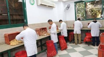 وزارة الزراعة تكشف عن فحص أكثر من 1.3 مليون طن من بطاطس المائدة المخصصة للتصدير