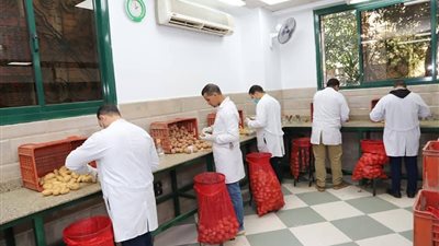 وزارة الزراعة تكشف عن فحص أكثر من 1.3 مليون طن من بطاطس المائدة المخصصة للتصدير وزارة الزراعة تكشف عن فحص أكثر من 1.3 مليون طن من بطاطس المائدة المخصصة للتصدير