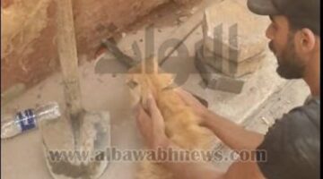 بعد 13 ساعة.. قطة تنجو من تحت أنقاض مبنى في السيدة زينب