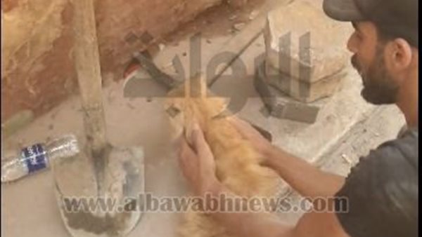 بعد 13 ساعة.. قطة تنجو من تحت أنقاض مبنى في السيدة زينب بعد 13 ساعة.. قطة تنجو من تحت أنقاض مبنى في السيدة زينب