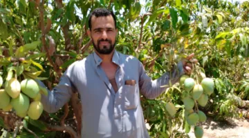 موسم حصاد المانجو السكري في جنوب سيناء يعلن عن انطلاقه.. زراعة 6800 فدان هذا العام