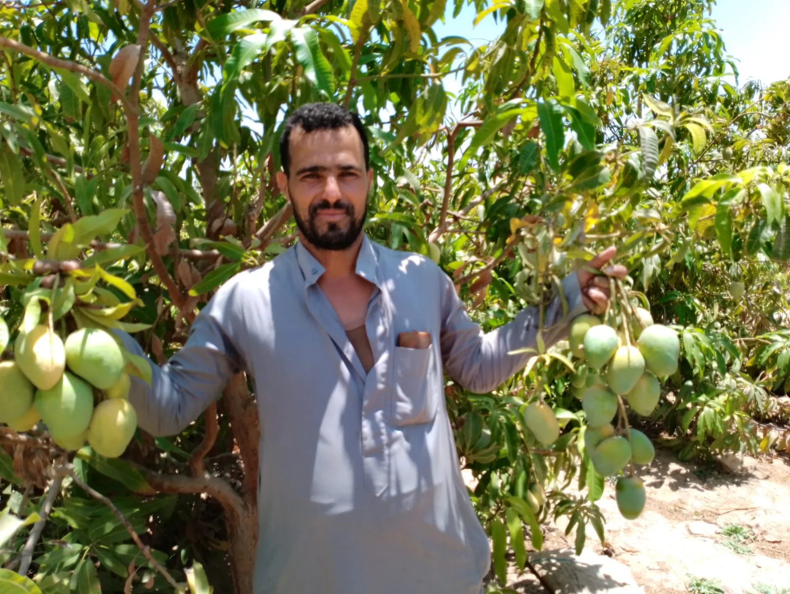 موسم حصاد المانجو السكري في جنوب سيناء يعلن عن انطلاقه.. زراعة 6800 فدان هذا العام موسم حصاد المانجو السكري في جنوب سيناء يعلن عن انطلاقه.. زراعة 6800 فدان هذا العام