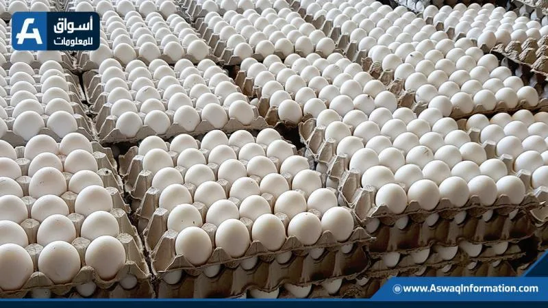 أسعار البيض في المزرعة اليوم الأربعاء: كم بلغت؟ أسعار البيض في المزرعة اليوم الأربعاء: كم بلغت؟