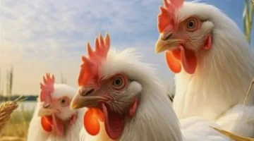 أسعار الدجاج الأبيض والبيض اليوم الخميس 19 يونيو 2025