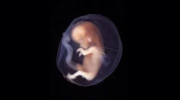 إيضاح حكم تخزين الأجنة المجمدة واستخدامها من منظور شرعي من قبل أمين الفتوى