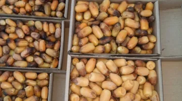 الحرارة المرتفعة والرياح الحارة تسرع من تساقط الرطوبة في الأحساء