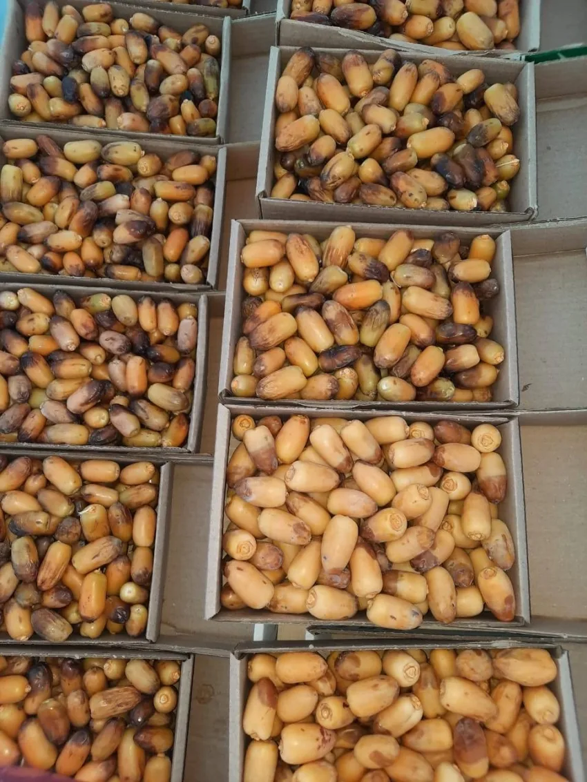 الحرارة المرتفعة والرياح الحارة تسرع من تساقط الرطوبة في الأحساء الحرارة المرتفعة والرياح الحارة تسرع من تساقط الرطوبة في الأحساء