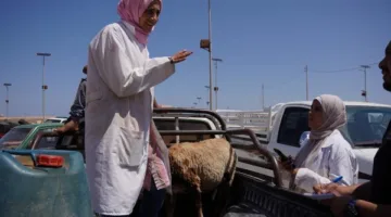 بحوث الصحراء تنظم قافلة بيطرية مجانية في السلوم وسيدي براني بمحافظة مطروح
