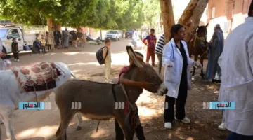 مشروع بحوث الصحراء ينظم قافلة بيطرية مجانية لدعم مربي الثروة الحيوانية في قرى مطروح