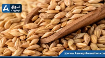 بدء جمع محصول الشعير في دول الاتحاد الأوروبي