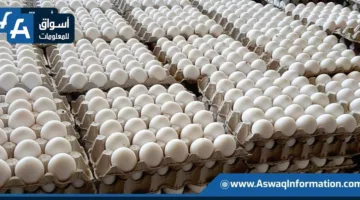 البرازيل تحقق زيادة قياسية في صادرات البيض في مايو الماضي