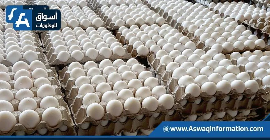 البرازيل تحقق زيادة قياسية في صادرات البيض في مايو الماضي البرازيل تحقق زيادة قياسية في صادرات البيض في مايو الماضي