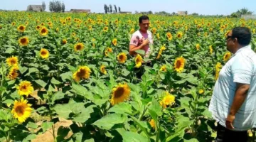 رئيس مدينة بورفؤاد يبرز ضرورة زيادة زراعة الأرز والقطن والذرة