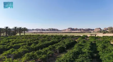 مزارع العنب في العُلا: إنتاج عالي الجودة وتنوع يلبي احتياجات السوق
