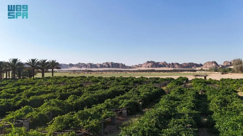 مزارع العنب في العُلا: إنتاج عالي الجودة وتنوع يلبي احتياجات السوق مزارع العنب في العُلا: إنتاج عالي الجودة وتنوع يلبي احتياجات السوق