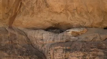 توثيق فريد لنسر مصري معرض للخطر يتناسل في جبال العلا