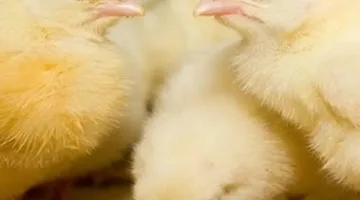 أسعار صيصان اليوم 21 يونيو