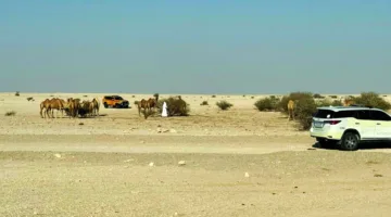 توقيف المخالفين لقرار منع الرعي في المناطق الجنوبية