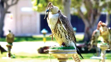دعم مشروع الشحانية في تربية الصقور