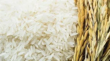 «ما هو سعر الأرز الشعير اليوم الأحد 22 يونيو 2025؟»
