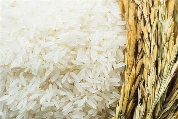 «ما هو سعر الأرز الشعير اليوم الأحد 22 يونيو 2025؟»