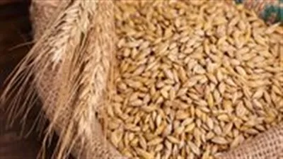 أسعار الأرز اليوم الأحد 22 يونيو: الشعير والأبيض في الأسواق أسعار الأرز اليوم الأحد 22 يونيو: الشعير والأبيض في الأسواق
