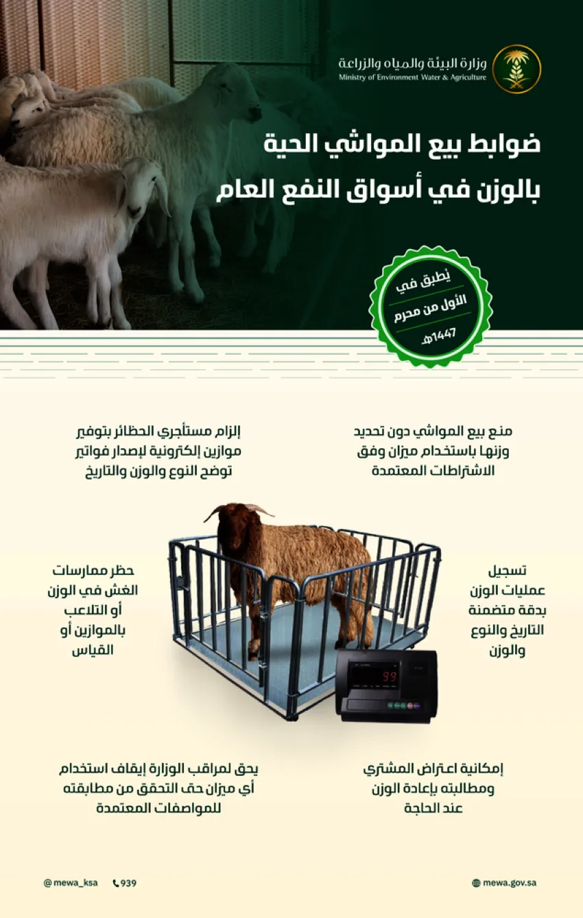 البيئة: (6) معايير لبيع المواشي الحية بالوزن اعتبارًا من بداية شهر محرم البيئة: (6) معايير لبيع المواشي الحية بالوزن اعتبارًا من بداية شهر محرم