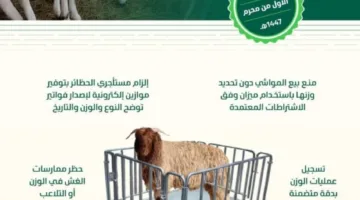 انطلاق بيع المواشي الحية بالوزن يوم الخميس القادم