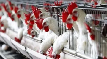 تراجعت مرة أخرى.. انخفاض كبير في أسعار الدواجن والبانيه اليوم الاثنين