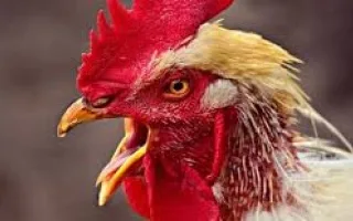 بموجب قرار من صلاح الدين الأيوبي: حظر صياح الديوك في لبنان