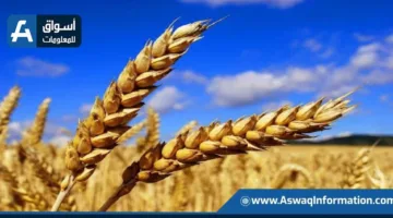 التوقعات الأمريكية تشير إلى زيادة إنتاج القمح في الهند إلى 117 مليون طن
