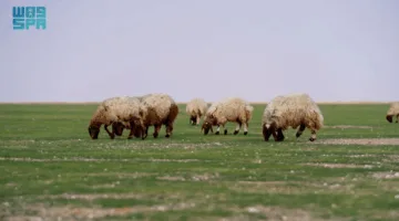 الغطاء النباتي يبدأ في منح تصاريح للرعي في عدة فياض وحدائق وطنية.