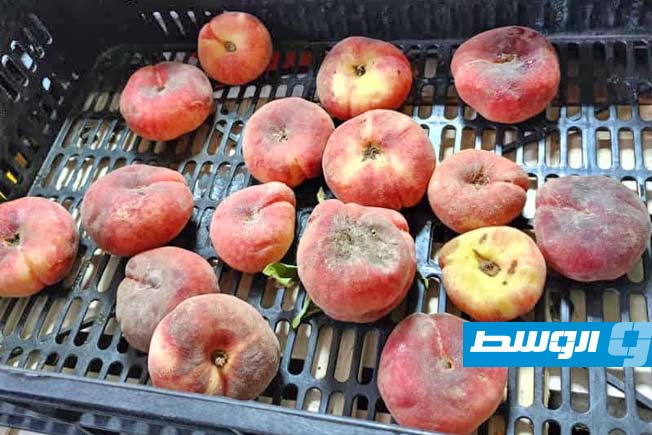 أغذية منتهية الصلاحية مصادرة، 22 يونيو 2025. (مركز الرقابة على الأغذية)