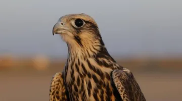 نادي الصقور السعودي يزيد عدد الصقور الوكري المهددة بالانقراض إلى 14 عبر برنامج هدد
