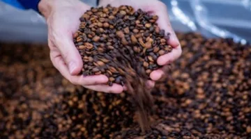 قسم المواد الغذائية: انخفاض أسعار قهوة الروبوستا عالميًا يُنذر بتحسن في الأسواق المحلية