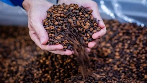 قسم المواد الغذائية: انخفاض أسعار قهوة الروبوستا عالميًا يُنذر بتحسن في الأسواق المحلية قسم المواد الغذائية: انخفاض أسعار قهوة الروبوستا عالميًا يُنذر بتحسن في الأسواق المحلية